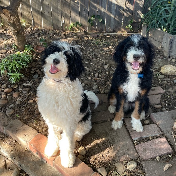 Meet your Poshers, Kelly and Jesse. - Picture 2 of 5